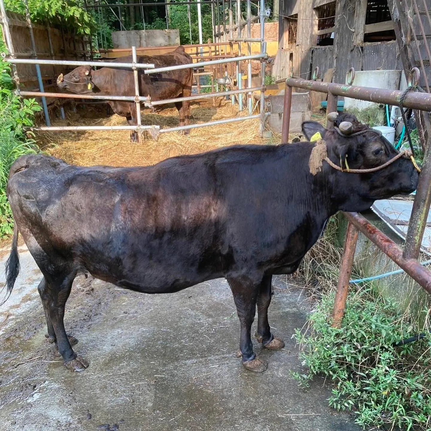 山茂但馬牛牧場