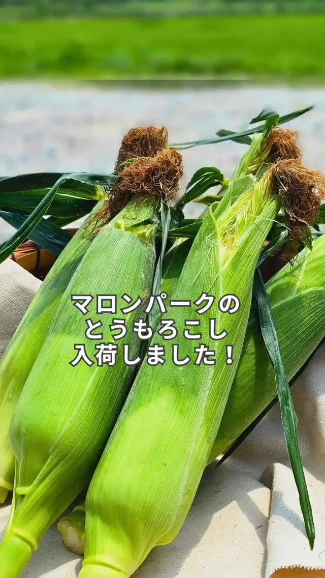 ＼毎年大人気🌽✨／ 