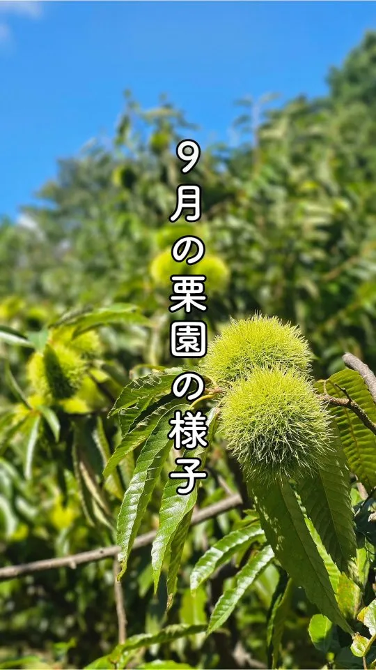 9月に入りました！