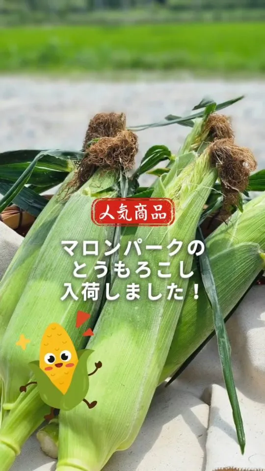 🌽今が旬！毎年人気！🌽