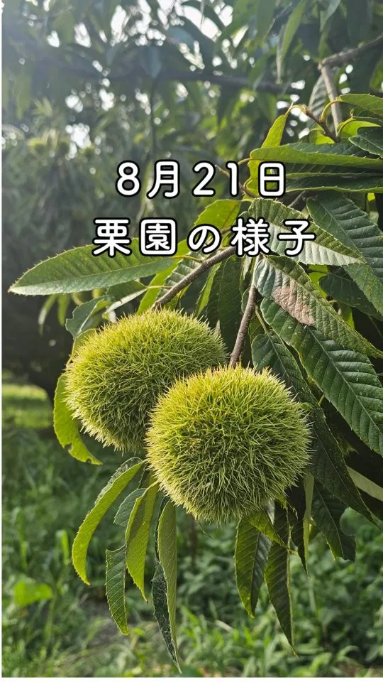 🌰8月21日 栗園の様子🌰